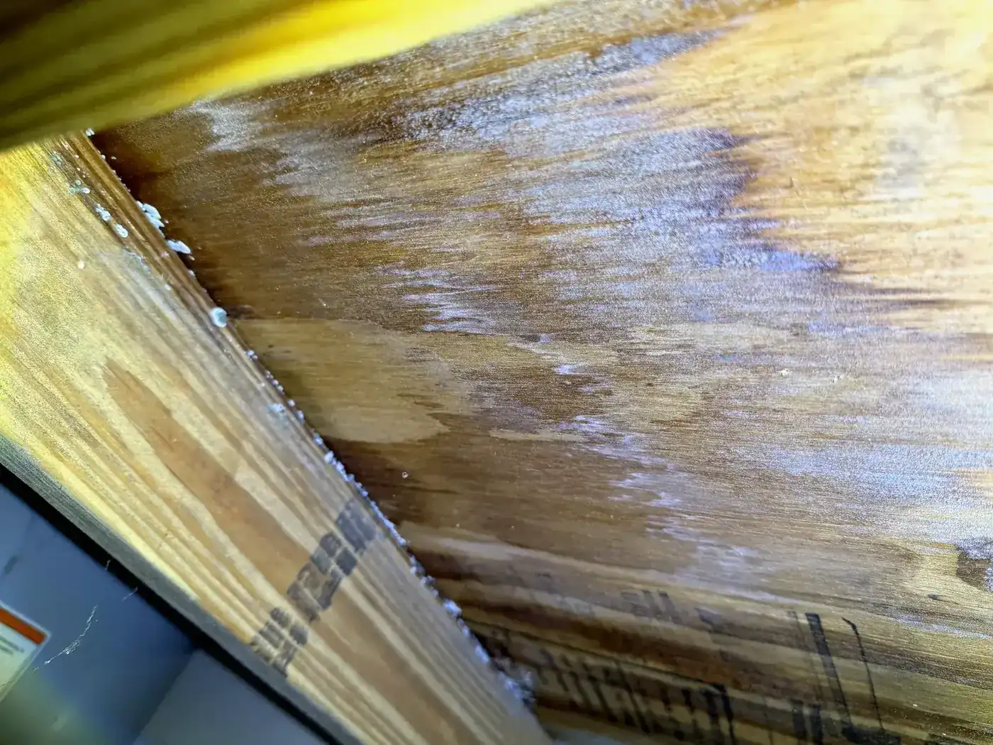 Close-up of dark surface mold colonizing the underside of OSB roof sheathing, the kind of finding that triggers a stop-and-sample call before drywall