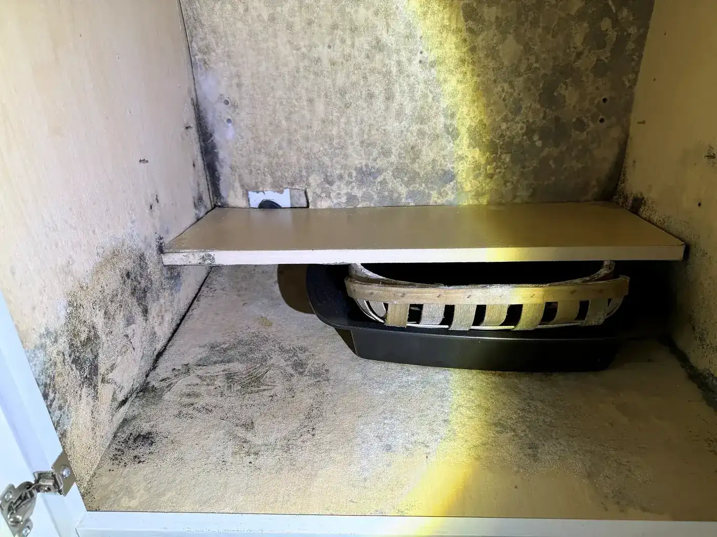 Extensive mold colonization inside a cabinet, the kind of finding a written remediation protocol scopes